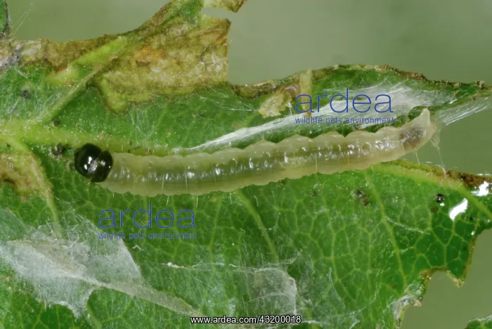 : Rose Tortrix : Rose Tortrix