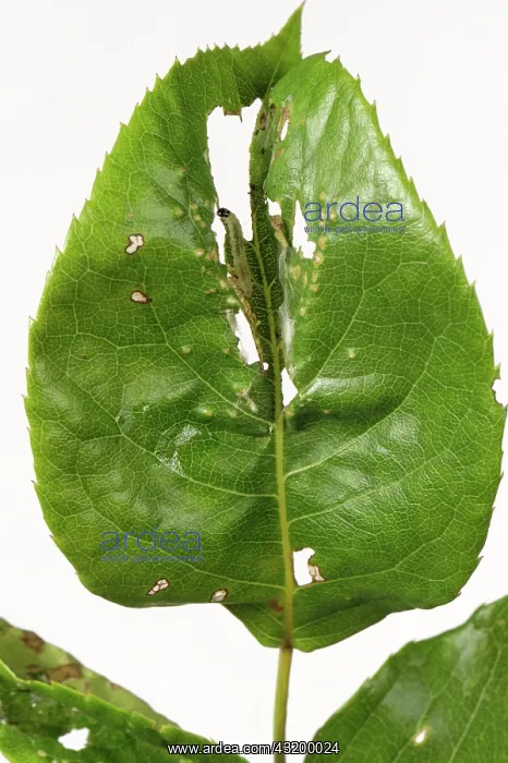 : Rose Tortrix : Rose Tortrix