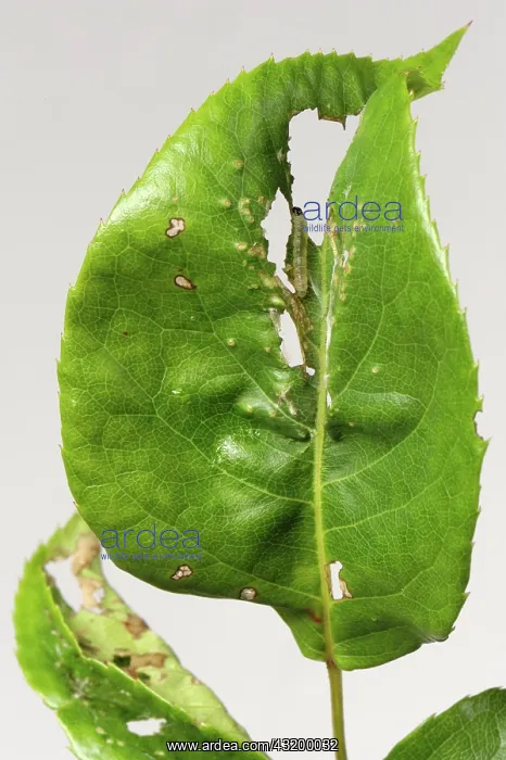 : Rose Tortrix : Rose Tortrix