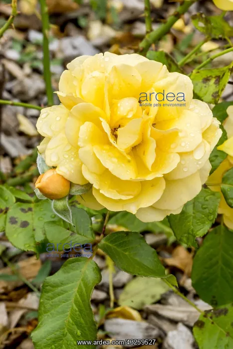 : Rose tree Amber Queen in bloom in a garden : Rose tree Amber Queen in bloom in a garden