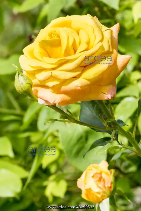 : Rose tree Amber Queen in bloom in a garden : Rose tree Amber Queen in bloom in a garden
