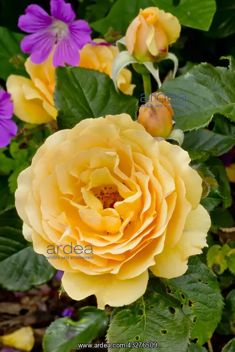 : Rose tree Amber Queen in bloom in a garden : Rose tree Amber Queen in bloom in a garden