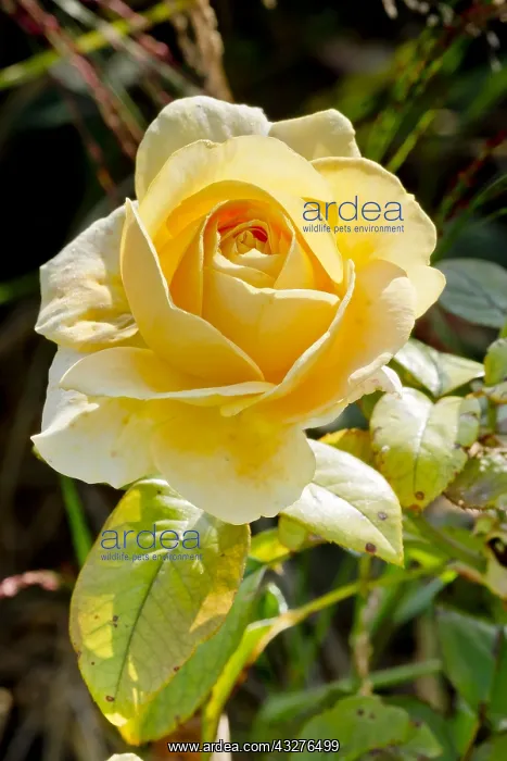 : Rose tree Bataclan in bloom in a garden : Rose tree Bataclan in bloom in a garden
