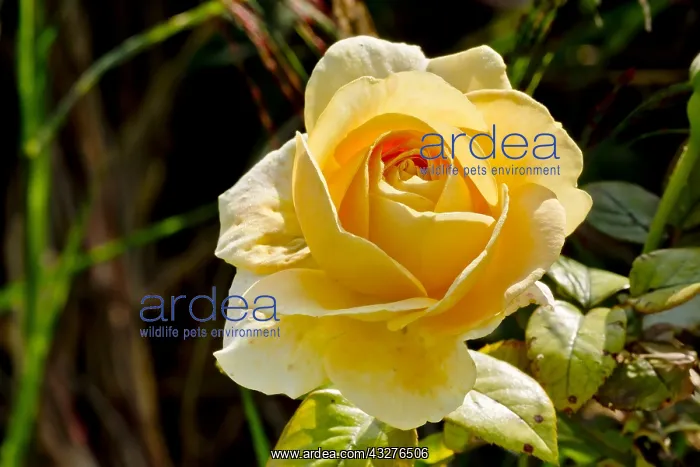 : Rose tree Bataclan in bloom in a garden : Rose tree Bataclan in bloom in a garden