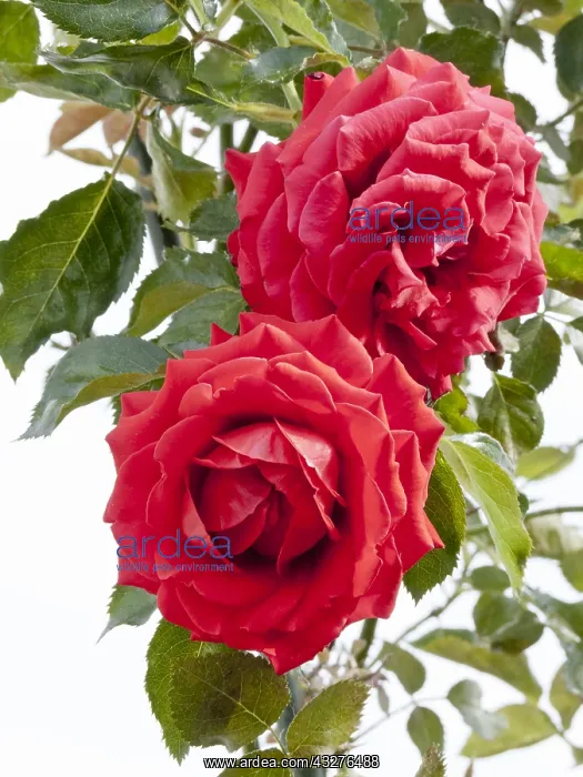 : Rose tree Docteur Watson in bloom in a garden : Rose tree Docteur Watson in bloom in a garden