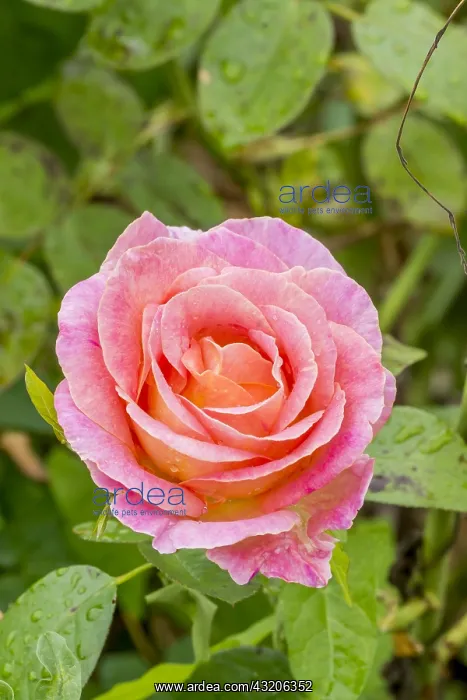 : Rose tree Elle in bloom in a garden : Rose tree Elle in bloom in a garden