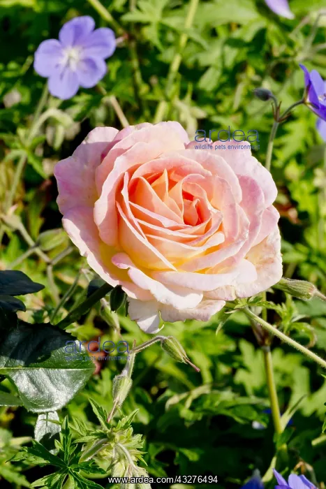 : Rose tree Elle in bloom in a garden : Rose tree Elle in bloom in a garden