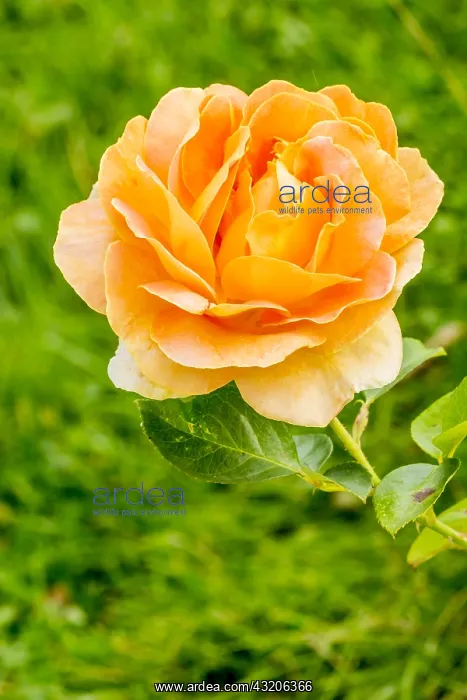 : Rose tree Graham Thomas in bloom in a garden : Rose tree Graham Thomas in bloom in a garden