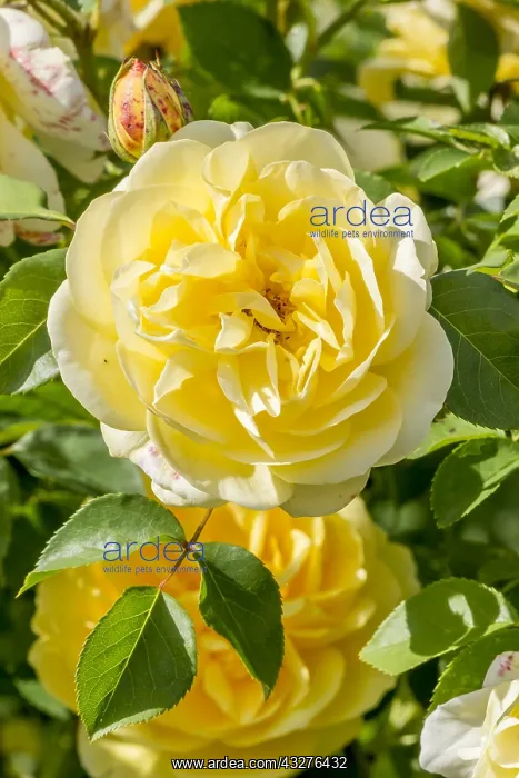 : Rose tree Graham Thomas in bloom in a garden : Rose tree Graham Thomas in bloom in a garden