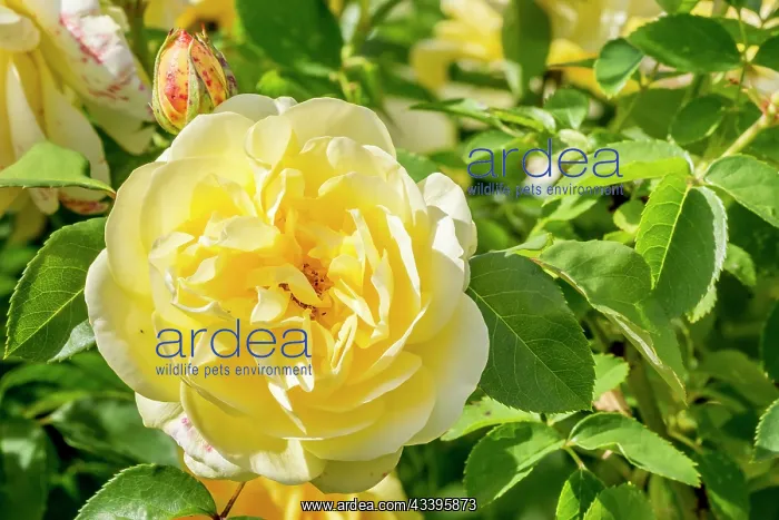: Rose tree Graham Thomas in bloom in a garden : Rose tree Graham Thomas in bloom in a garden