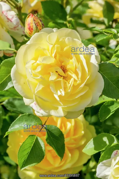 : Rose tree Graham Thomas in bloom in a garden : Rose tree Graham Thomas in bloom in a garden