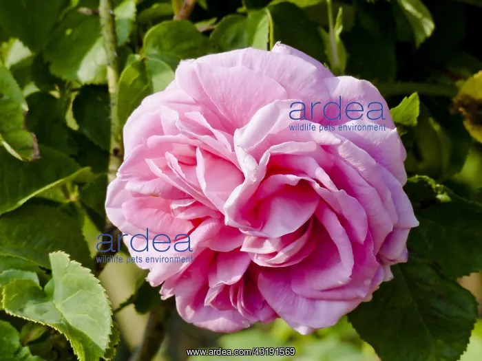 : Rose tree Mme Gabriel Luizet in bloom in a garden : Rose tree Mme Gabriel Luizet in bloom in a garden