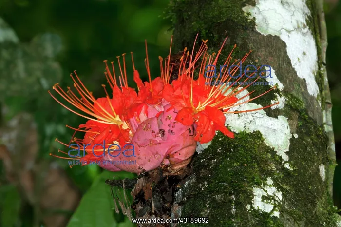 : Rose of Venezuela (Brownea macrophylla), blossom : Rose of Venezuela (Brownea macrophylla), blossom