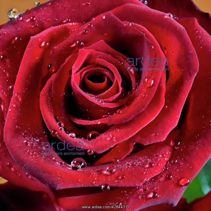 : Rose with water drops : Rose with water drops