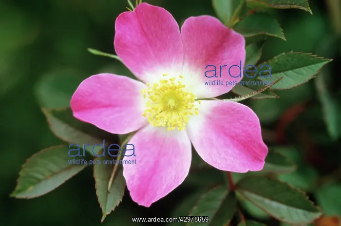 : Rose, Wild Rose, Dog Rose : Rose, Wild Rose, Dog Rose