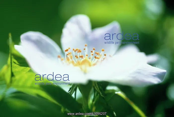 : Rose, Wild Rose, Dog Rose : Rose, Wild Rose, Dog Rose