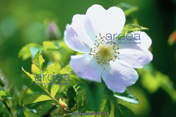 : Rose, Wild Rose, Dog Rose : Rose, Wild Rose, Dog Rose
