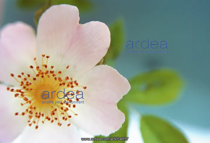 : Rose, Wild rose, Dog rose, Rosa : Rose, Wild rose, Dog rose, Rosa