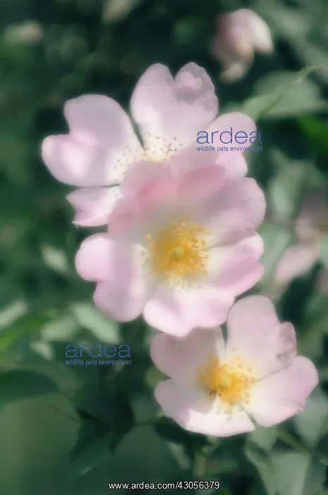 : Rose, Wild rose, Dog rose, Rosa : Rose, Wild rose, Dog rose, Rosa