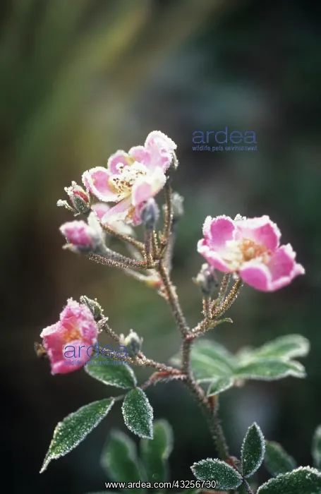 : Rose, Wild rose, Dog rose, Rosa : Rose, Wild rose, Dog rose, Rosa