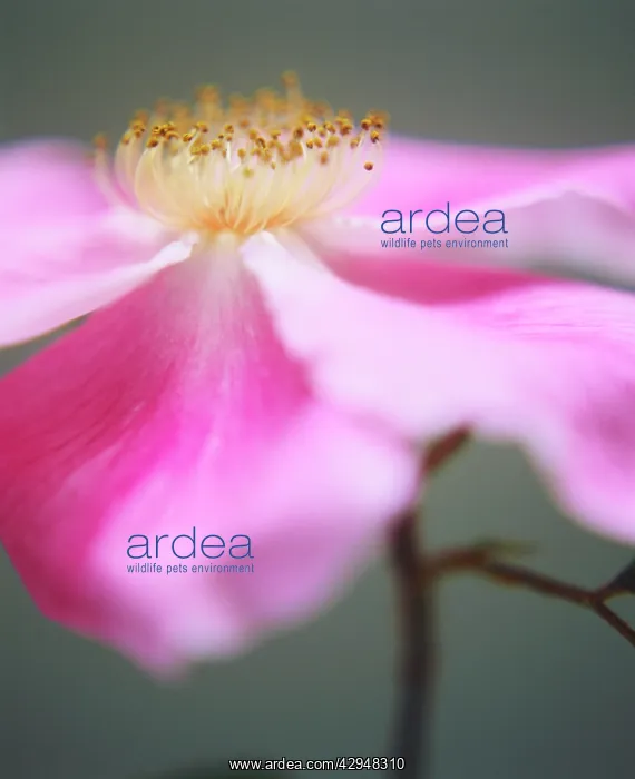 : Rose, Wild rose, Dog rose, Rosa canina : Rose, Wild rose, Dog rose, Rosa canina