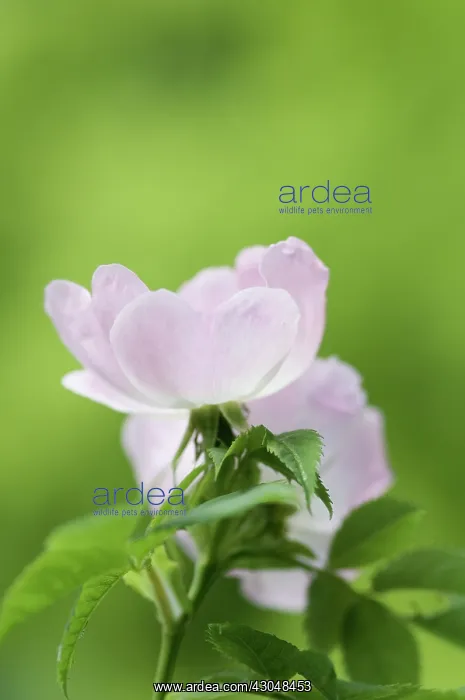  : Rose, Wild rose, Dog rose, Rosa canina
