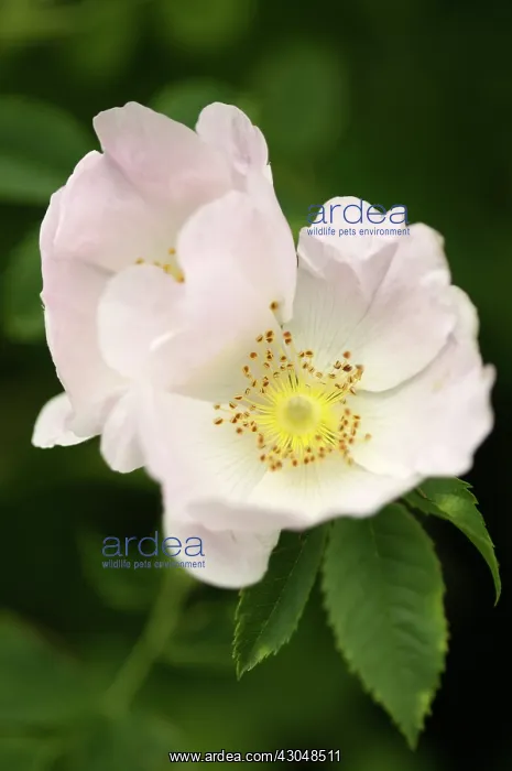 : Rose, Wild rose, Dog rose, Rosa canina : Rose, Wild rose, Dog rose, Rosa canina