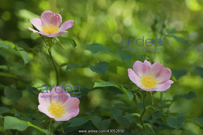 : Rose, Wild rose, Dog rose, Rosa canina : Rose, Wild rose, Dog rose, Rosa canina