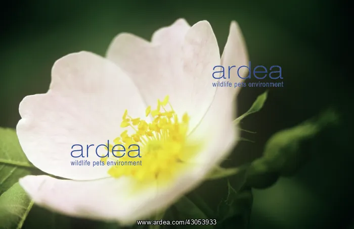 : Rose, Wild rose, Dog rose, Rosa canina : Rose, Wild rose, Dog rose, Rosa canina