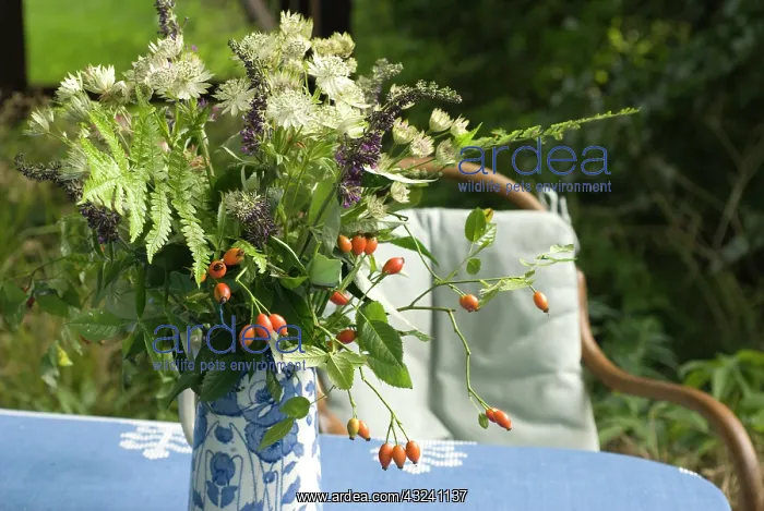 : Rose, Wild rose, Dog rose, Rosa canina : Rose, Wild rose, Dog rose, Rosa canina