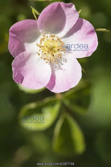 : Rose, Wild rose, Dog rose, Rosa canina, Pink subject : Rose, Wild rose, Dog rose, Rosa canina, Pink subject