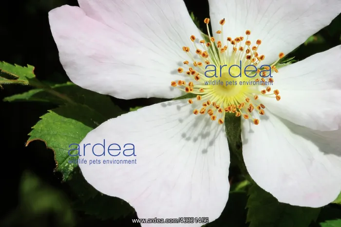 : Rose, Wild rose, Dog rose, Rosa canina, Pink subject : Rose, Wild rose, Dog rose, Rosa canina, Pink subject