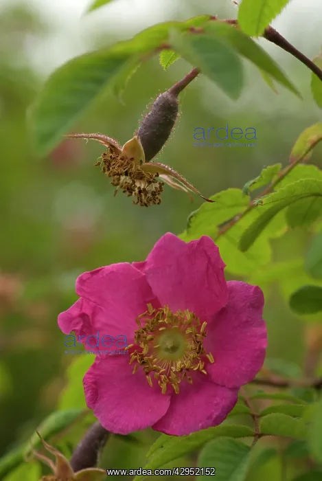  : Rose, Wild Rose, Dog rose, Rosa moyesii