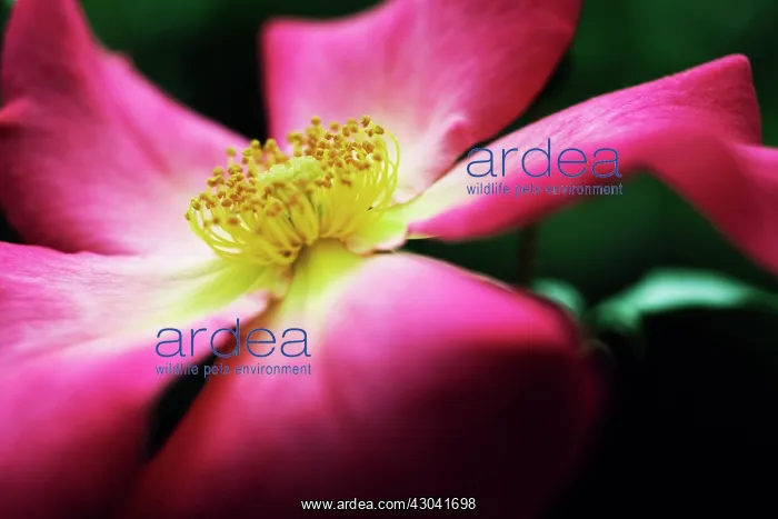 : Rose, Wild rose, Dog rose, Rosa Summer breeze : Rose, Wild rose, Dog rose, Rosa Summer breeze
