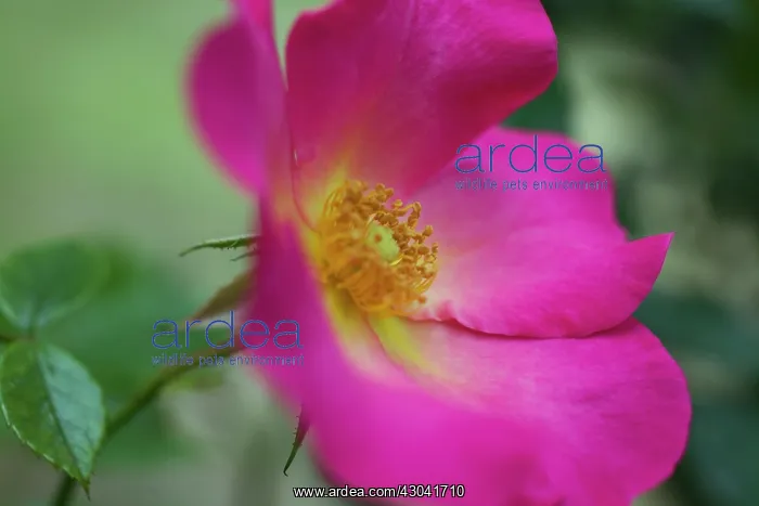 : Rose, Wild rose, Dog rose, Rosa Summer breeze : Rose, Wild rose, Dog rose, Rosa Summer breeze