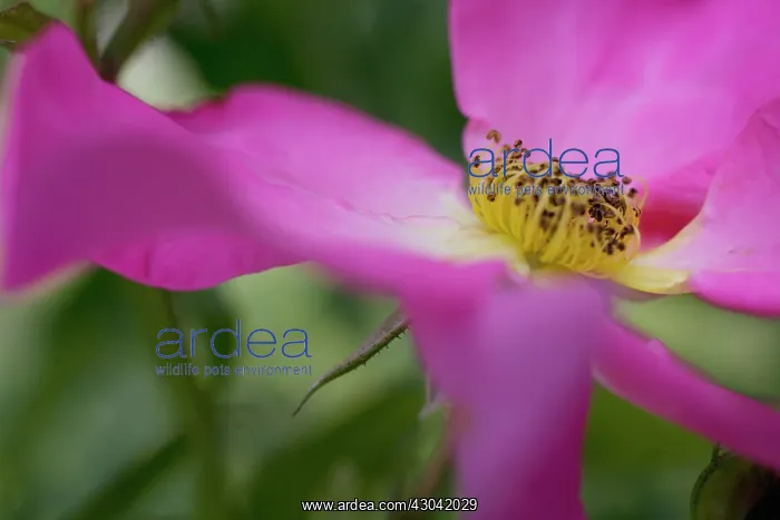 : Rose, Wild rose, Dog rose, Rosa Summer breeze : Rose, Wild rose, Dog rose, Rosa Summer breeze