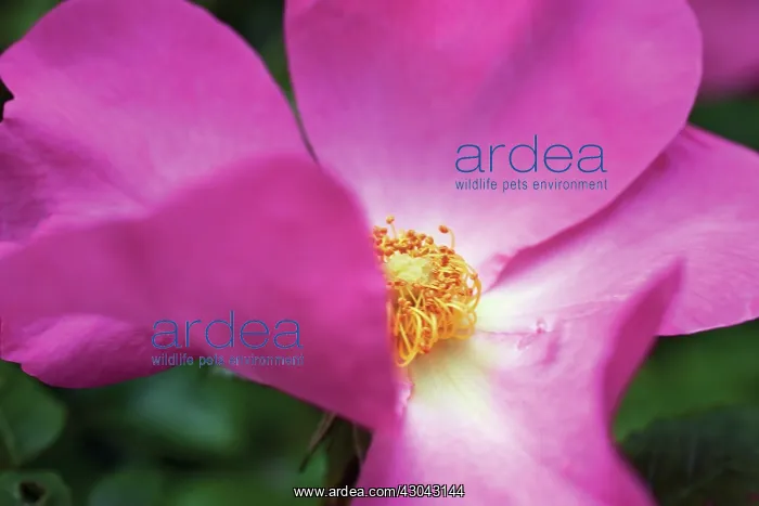 : Rose, Wild rose, Dog rose, Rosa Summer breeze : Rose, Wild rose, Dog rose, Rosa Summer breeze