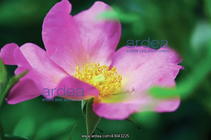 : Rose, Wild rose, Dog rose, Rosa Summer breeze : Rose, Wild rose, Dog rose, Rosa Summer breeze