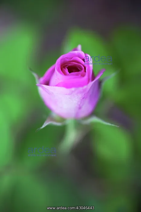 : Rose, Wild rose, Dog rose, Rosa Summer breeze : Rose, Wild rose, Dog rose, Rosa Summer breeze