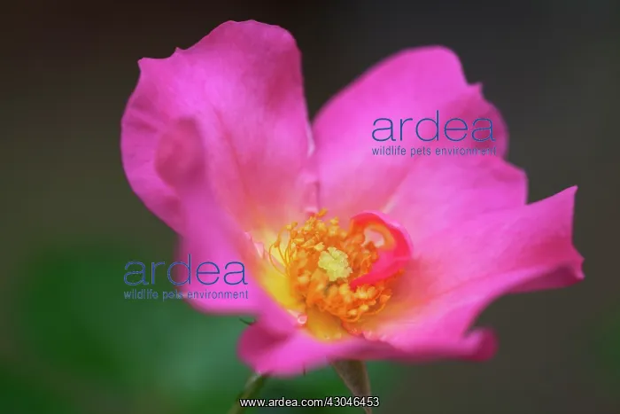 : Rose, Wild rose, Dog rose, Rosa Summer breeze : Rose, Wild rose, Dog rose, Rosa Summer breeze