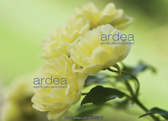 : Rose, Yellow banks, Rosa banksiae lutea : Rose, Yellow banks, Rosa banksiae lutea