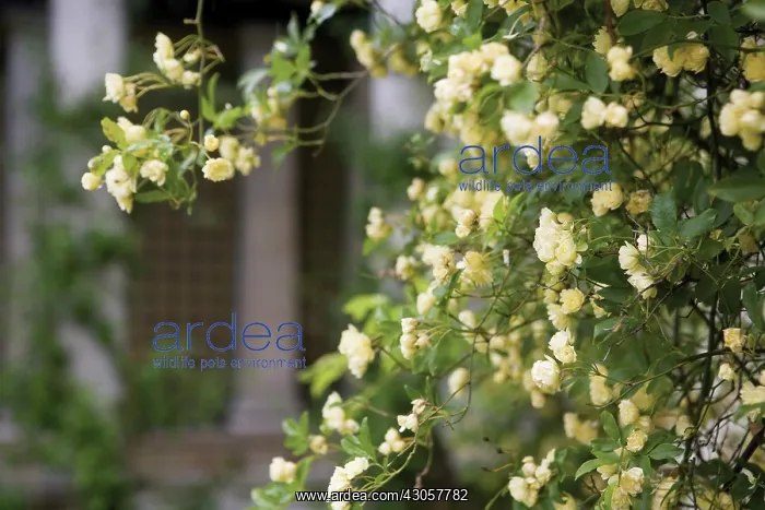 : Rose, Yellow banks, Rosa banksiae lutea : Rose, Yellow banks, Rosa banksiae lutea