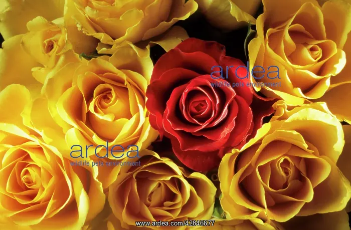  : Rose - yellow flowers and red flowers
