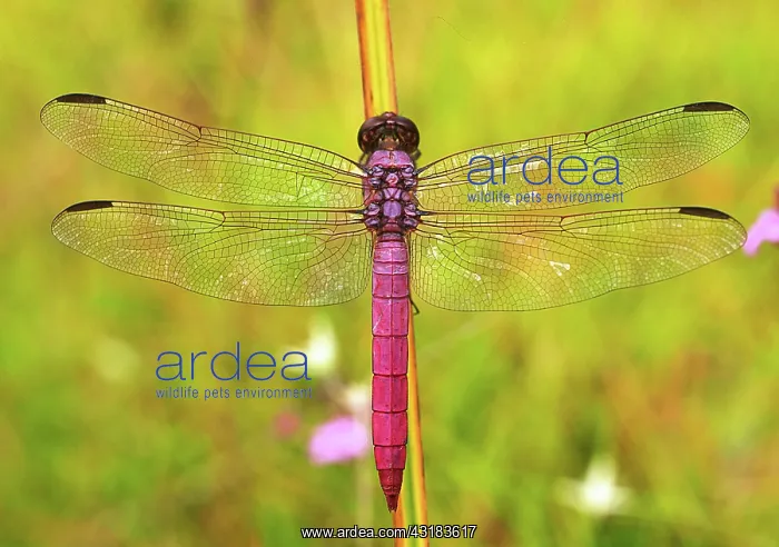 : Roseate Skimmer Butterfly : Roseate Skimmer Butterfly