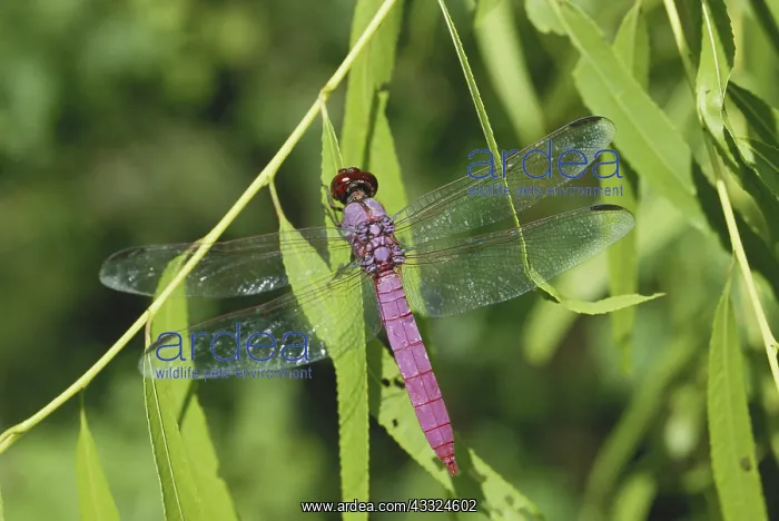 : Roseate Skimmer Dragonfly : Roseate Skimmer Dragonfly