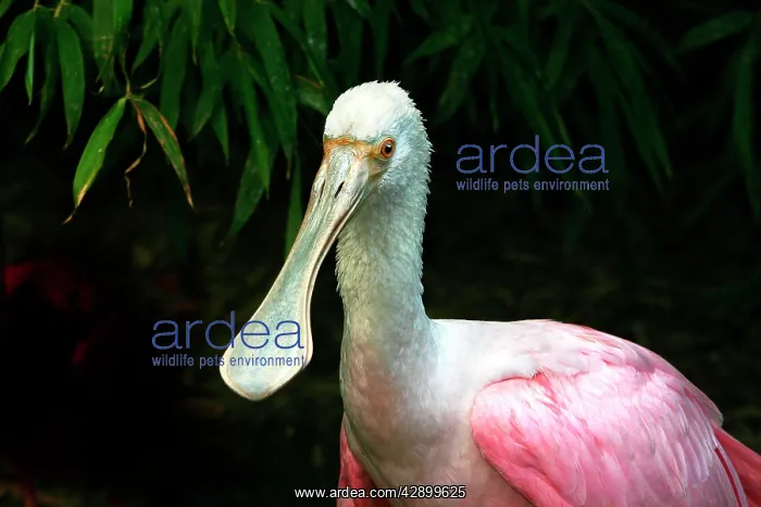 : Roseate spoonbill : Roseate spoonbill