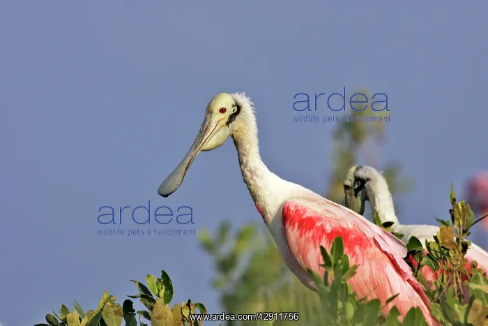 : Roseate Spoonbill : Roseate Spoonbill