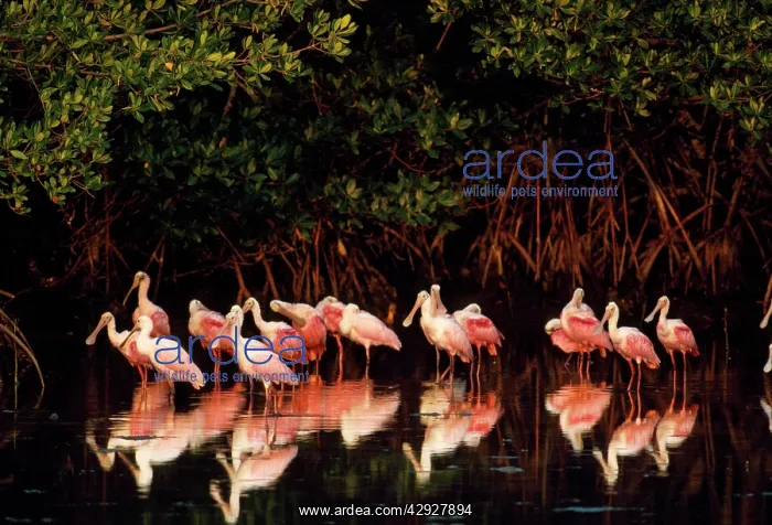 : ROSEATE SPOONBILL : ROSEATE SPOONBILL