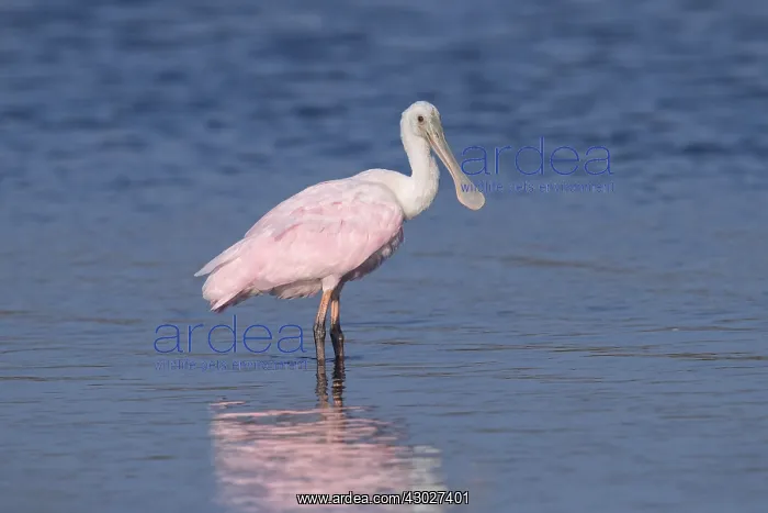: roseate spoonbill : roseate spoonbill