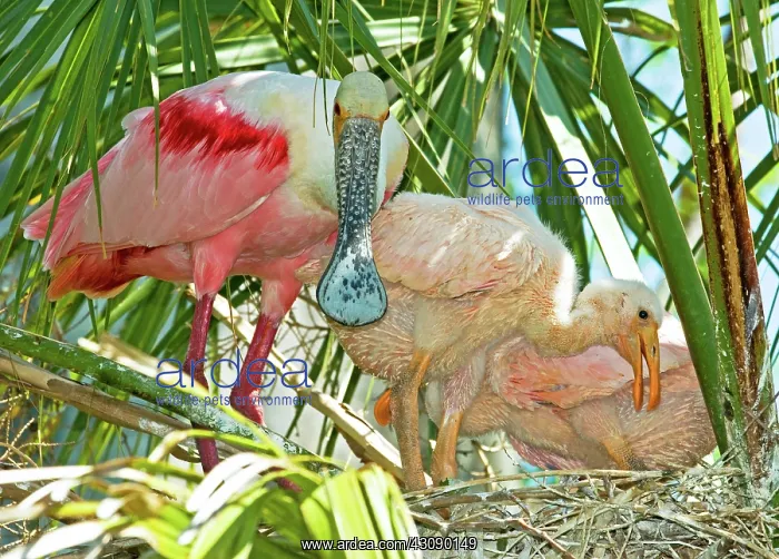 : Roseate Spoonbill : Roseate Spoonbill